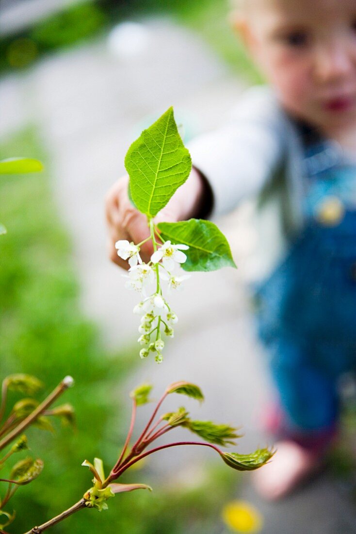 A little girl holding a flower with green leaves, Sweden