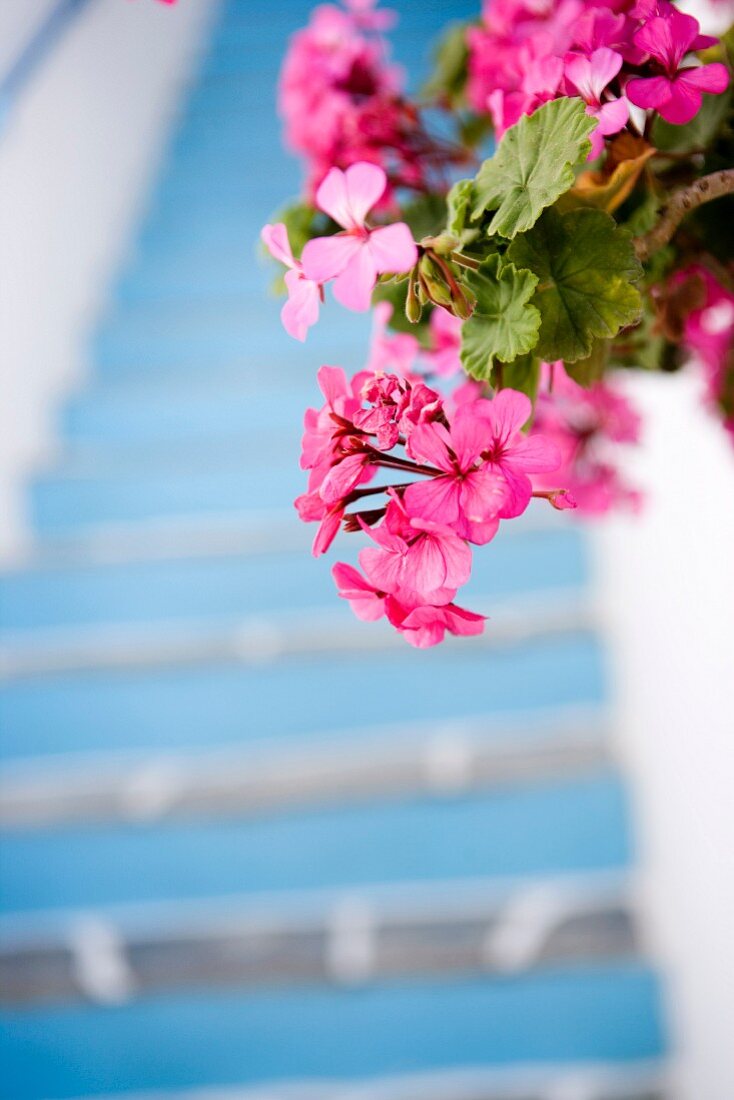 Pinkfarbene Geranienblüten vor verschwommenem Treppen