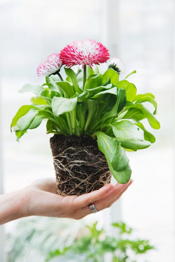 Frauenhand präsentiert frisch ausgetopfte Gartenpflanze