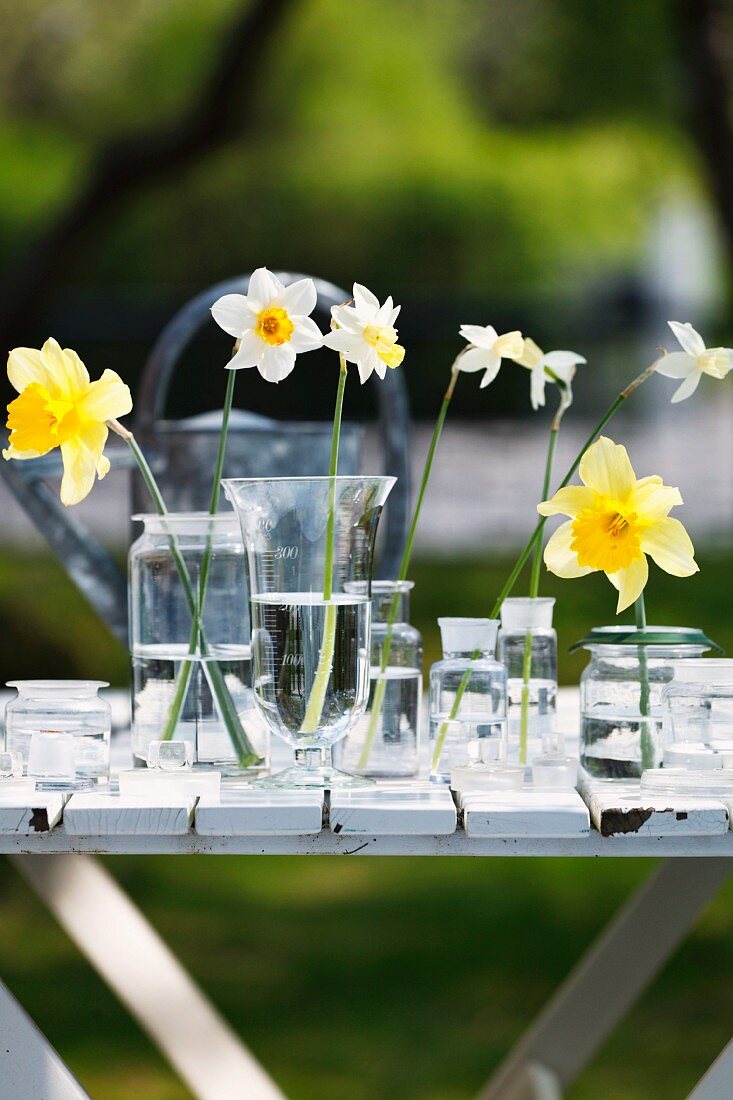 Narzissenblüten in Glasgefässen mit Wasser auf Tisch im Freien