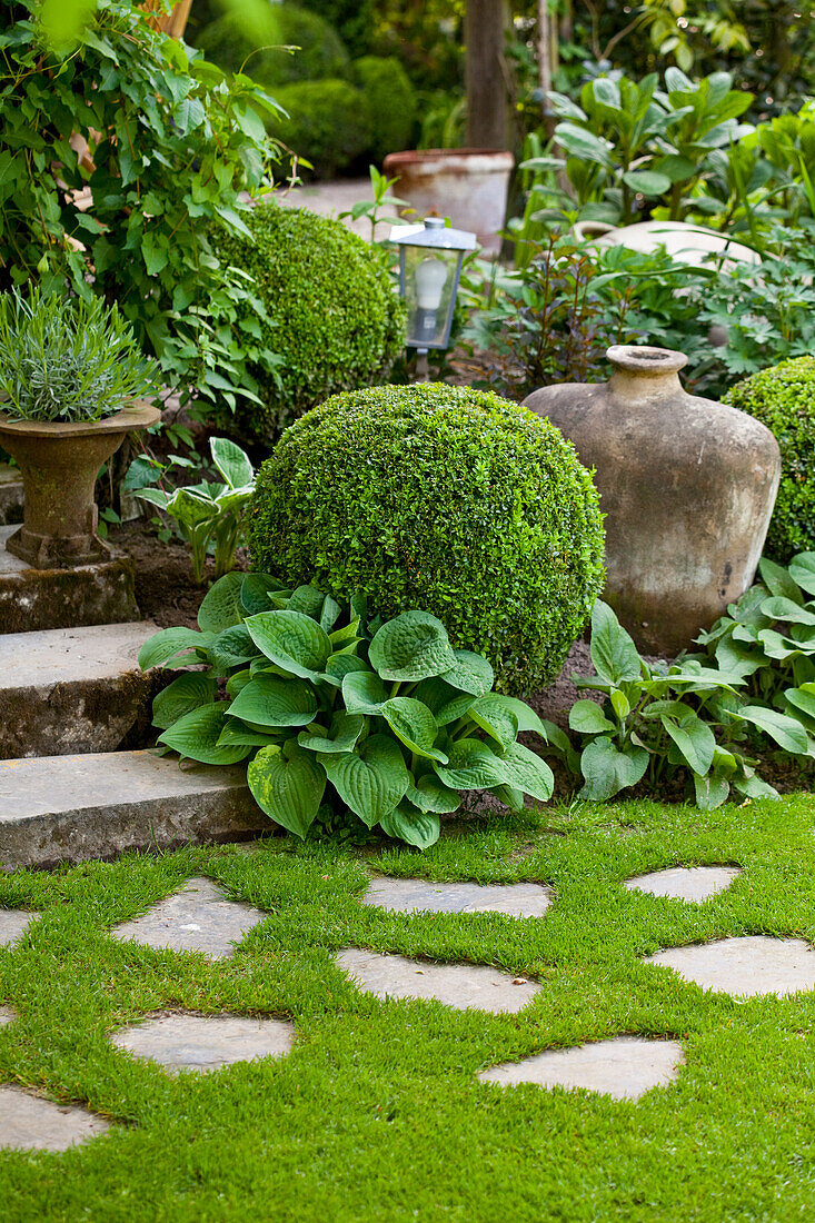 Stone flags in lawn in front of steps and various plants amongst box balls
