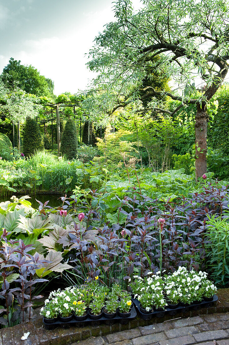 Üppiger Garten mit blühenden Pflänzchen zum Einsetzen im Vordergrund