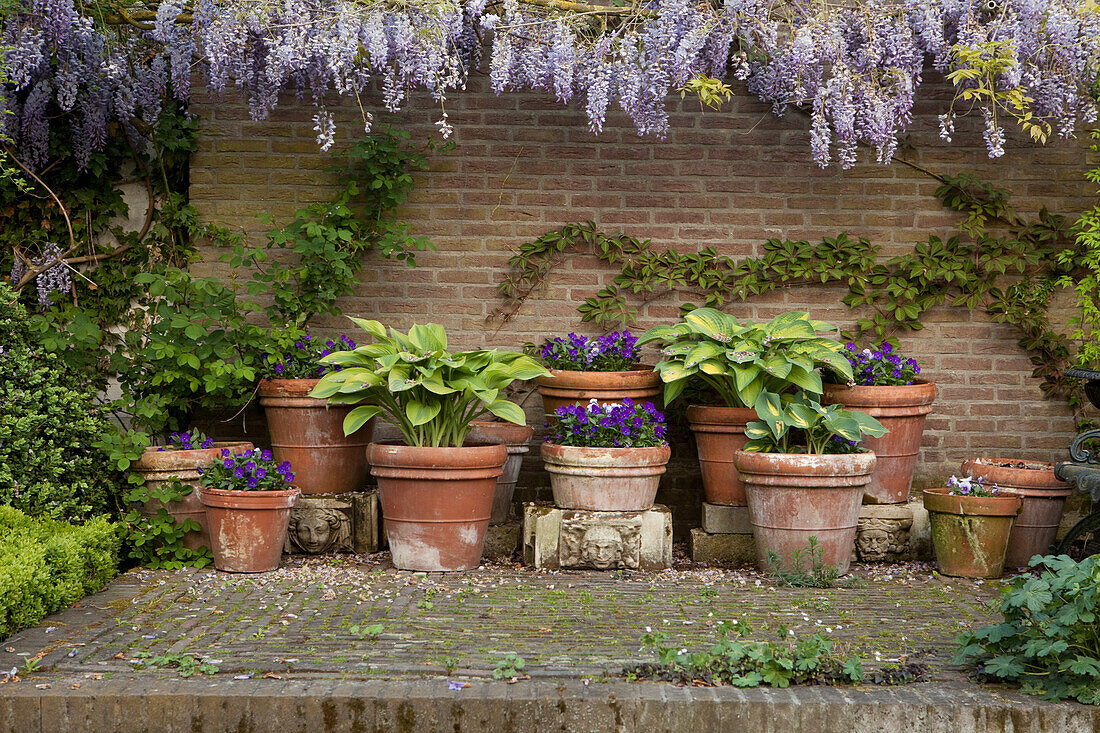 Verschiedene Pflanztöpfe mit Grünpflanzen und lila blühenden Blumen an Gartenmauer und blühendem Blauregen im Vintageflair