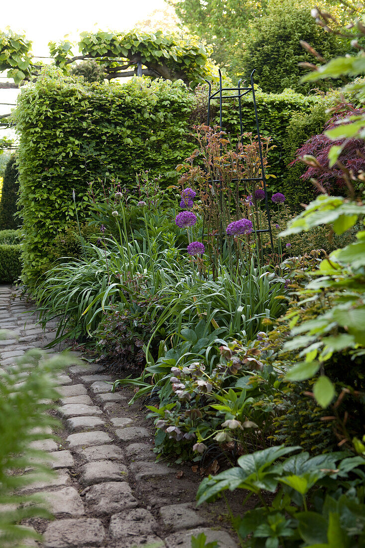 Rustic cobbled path, flowering alliums and clipped hedge