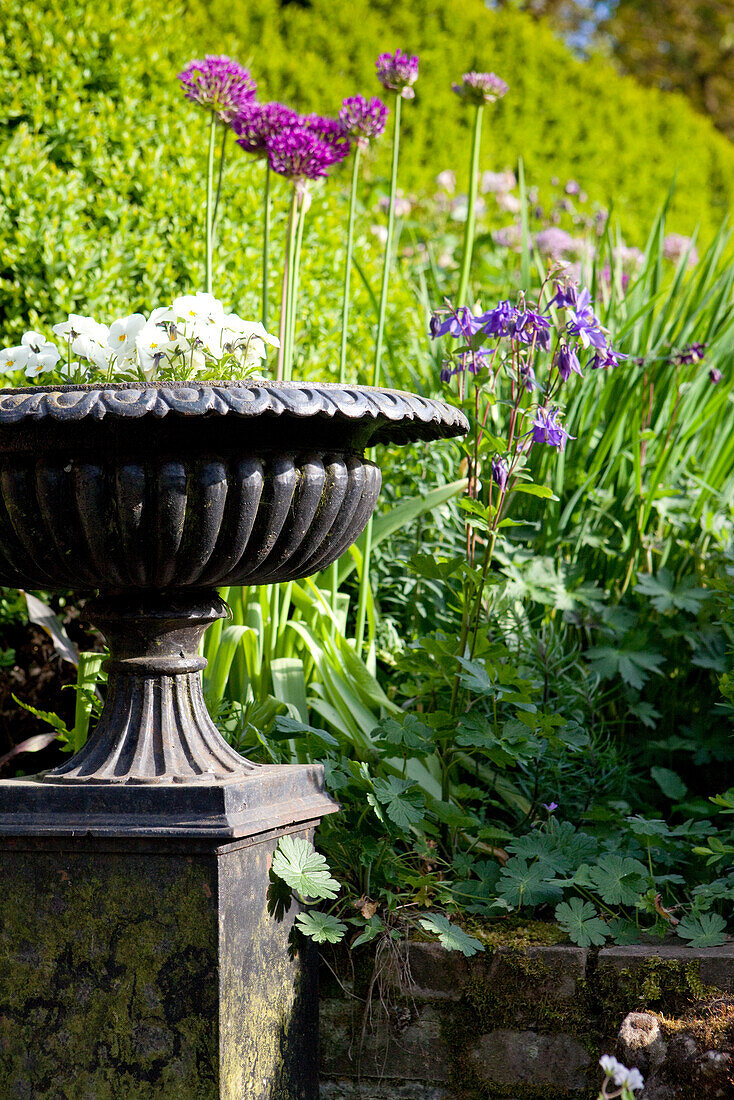 Urn planted with white primulas in front of sunny hedge and composition of purple flowers