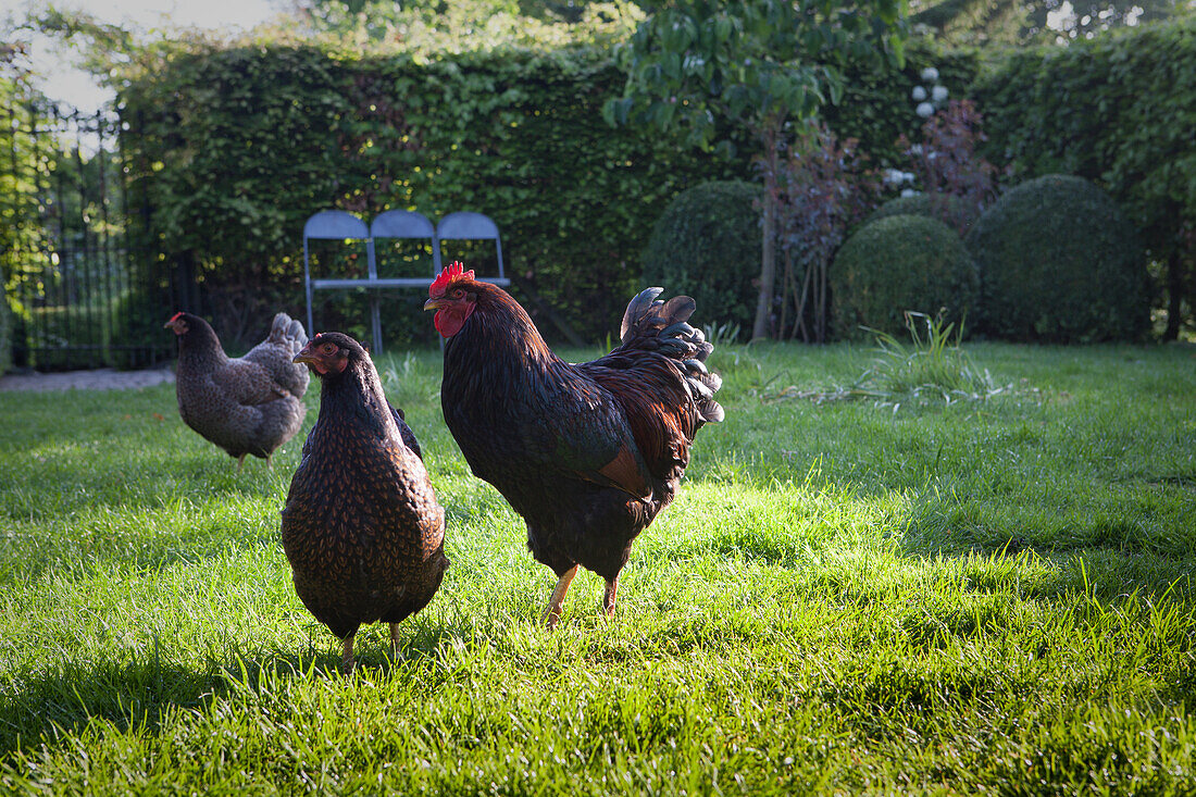 Drei freilaufende Hühner im sonnigen Garten
