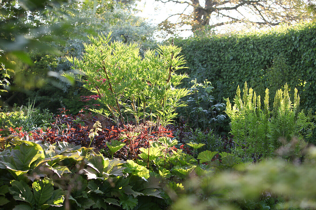 Eingewachsener Garten im Sonnenlicht mit geschnittener Laubhecke