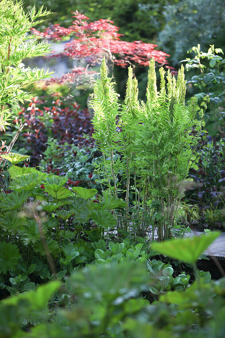 Various foliage plants in sunlight in mature garden