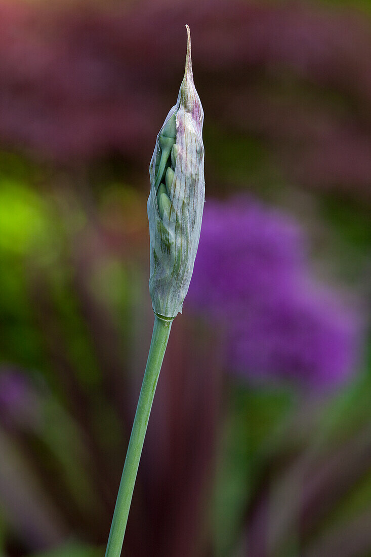Single allium flower bud on stalk