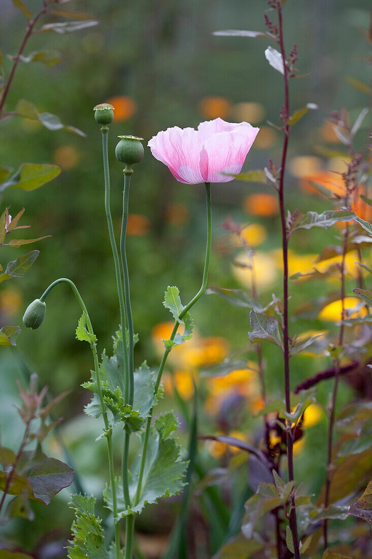 Pale pink poppy, stems and seed heads; yellow pot marigolds in blurred background