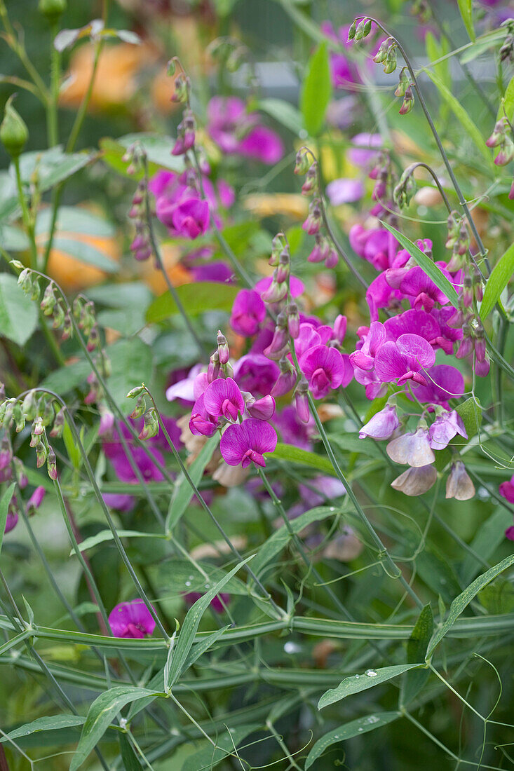 Purple perennial sweet pea in flower bed