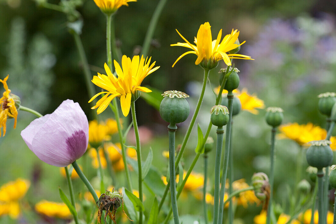 Poppy and stems with seed heads amongst yellow pot marigolds in flower bed