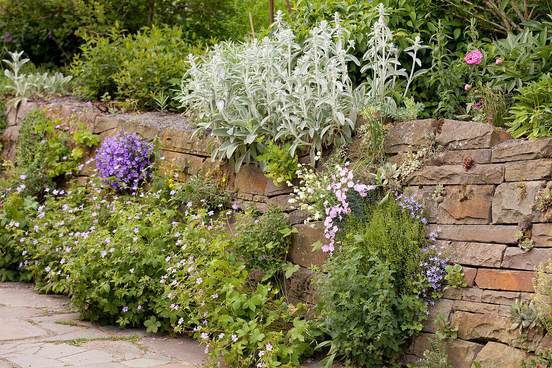 Halbhohe Steinmauer in blühendem Garten