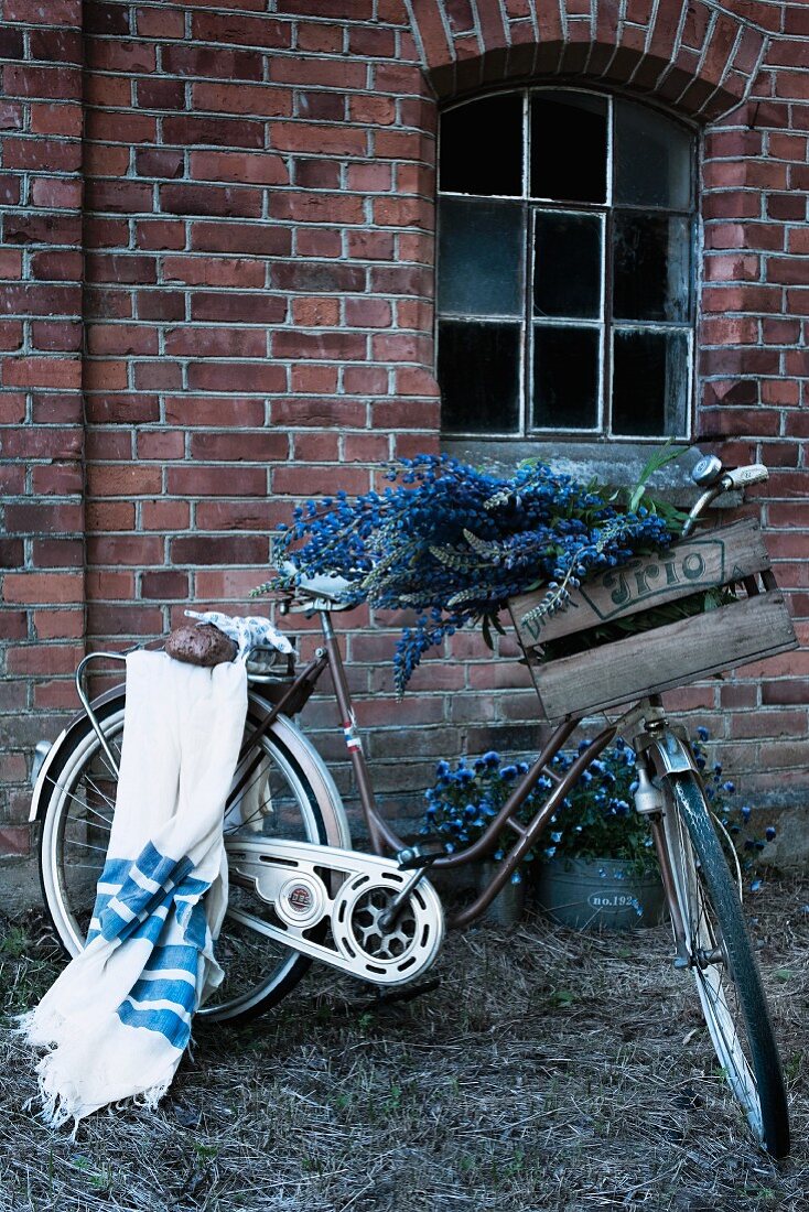 Vintage Kiste mit blauen Lupinen am Lenker und blau gestreifte Decke auf dem Gepäckträger eines Fahrrads vor Backsteinfassade