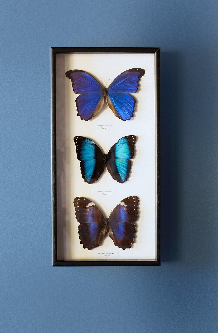 Präparierte Schmetterlinge in leuchtenden Blautönen in aufgehängtem Schaukasten auf taubenblauer Wand