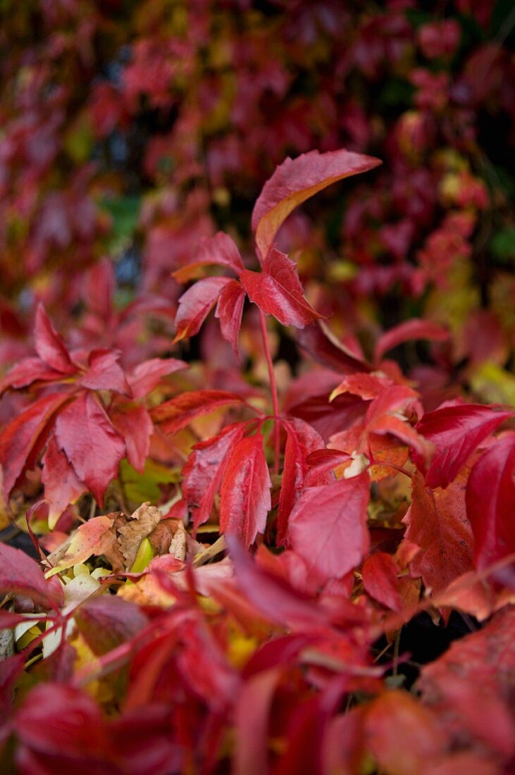 Close-up of Virginia creeper with red autumnal foliage