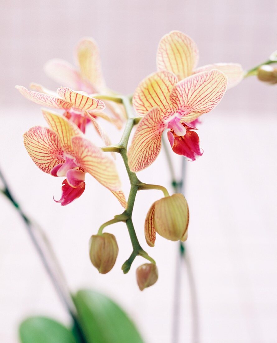 Pink Orchids.
