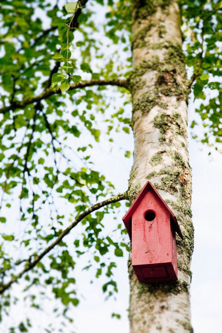 Rotes Vogelhäuschen an Birkenstamm