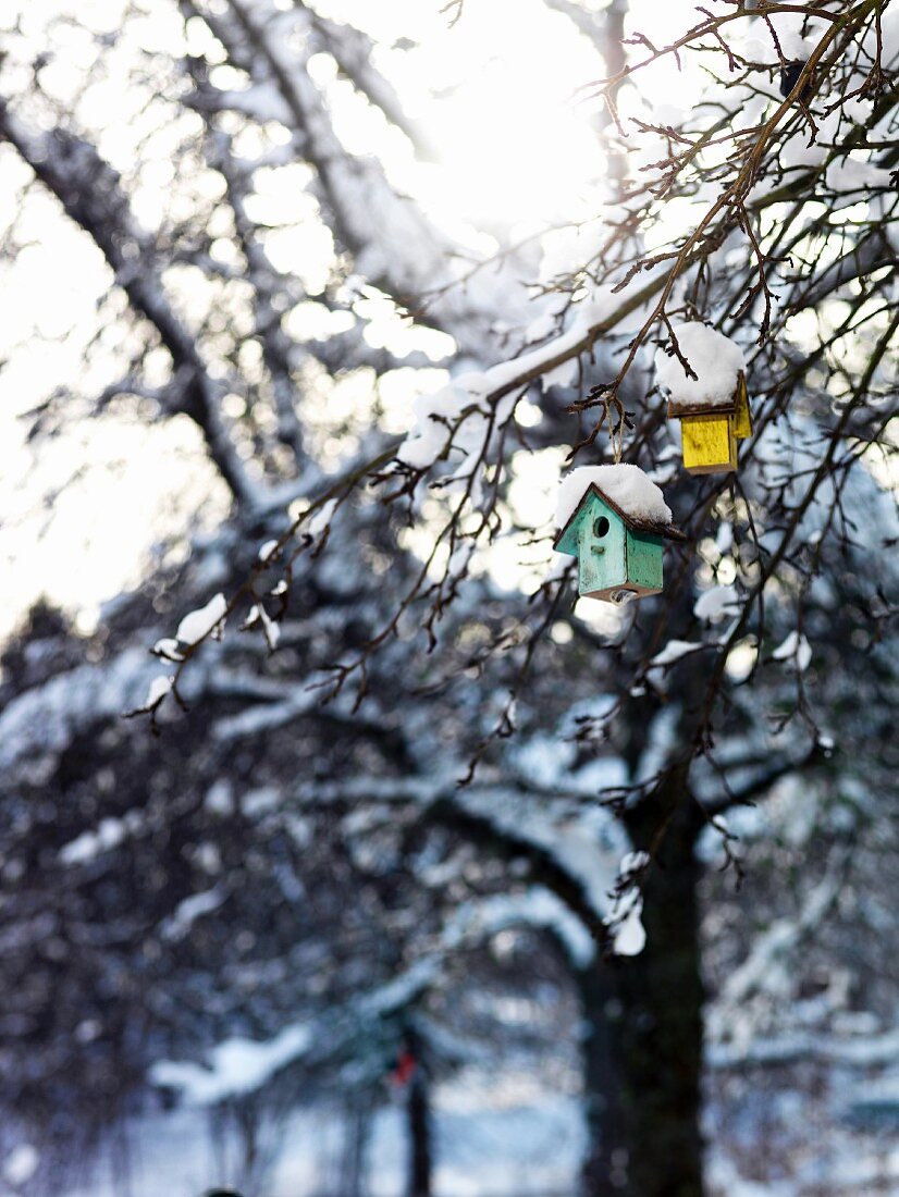 Tiny colourful nesting boxes hanging from snowy branches
