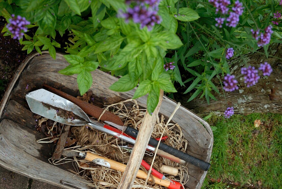 Holzkorb mit Gartengerät neben einem Kräuterbeet