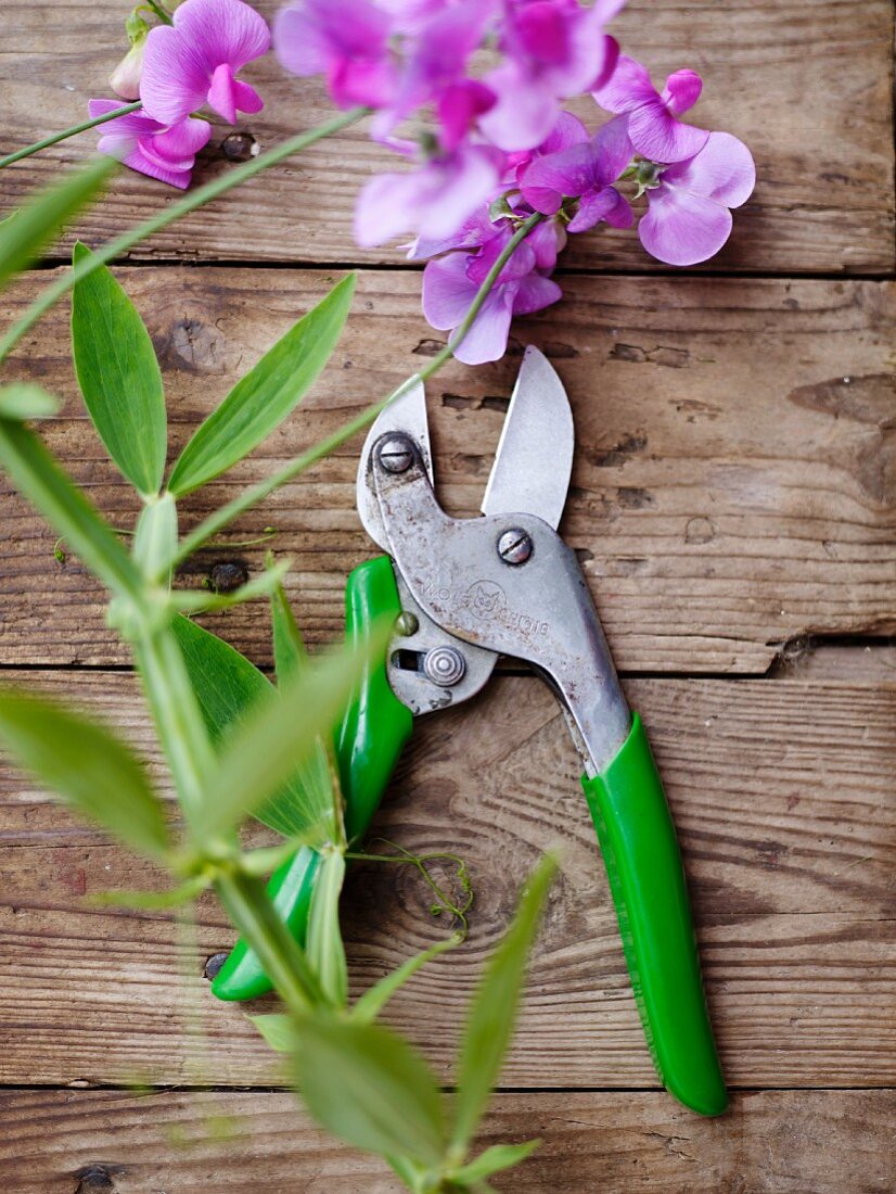 Secateurs and orchids on wooden surface