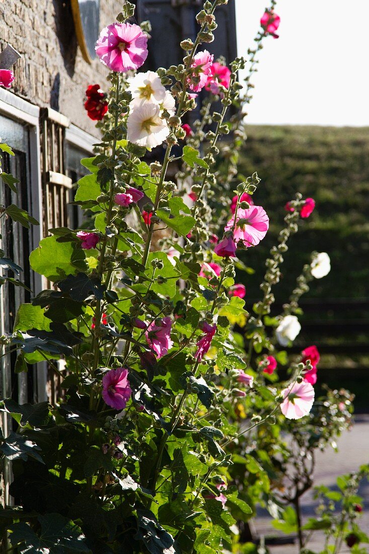 Pink and white hollyhocks