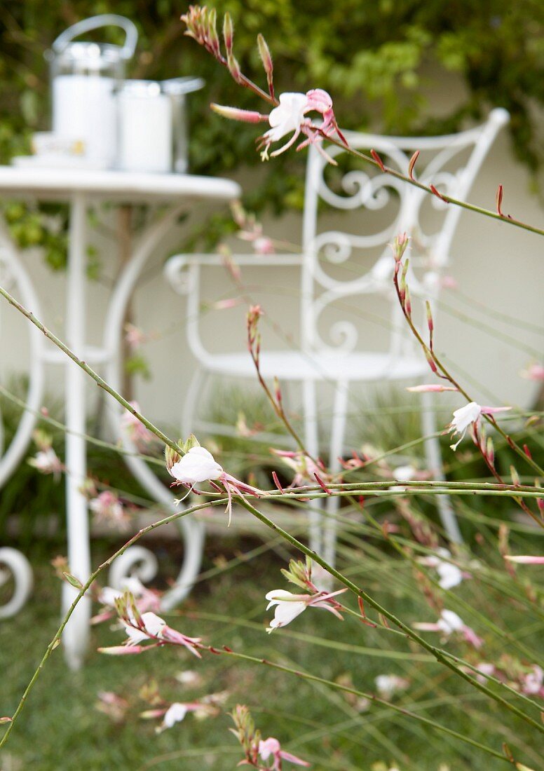 Pink garden flowers; delicate garden furniture in background