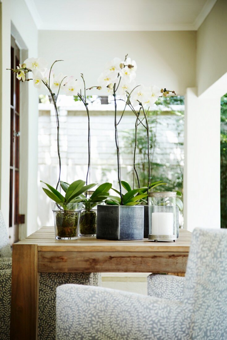 White potted orchids on wooden table and armchair on veranda