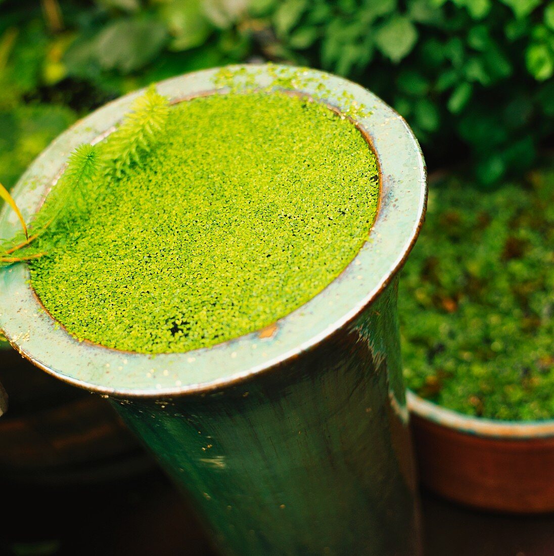 Green aquatic plant on pot, close-up
