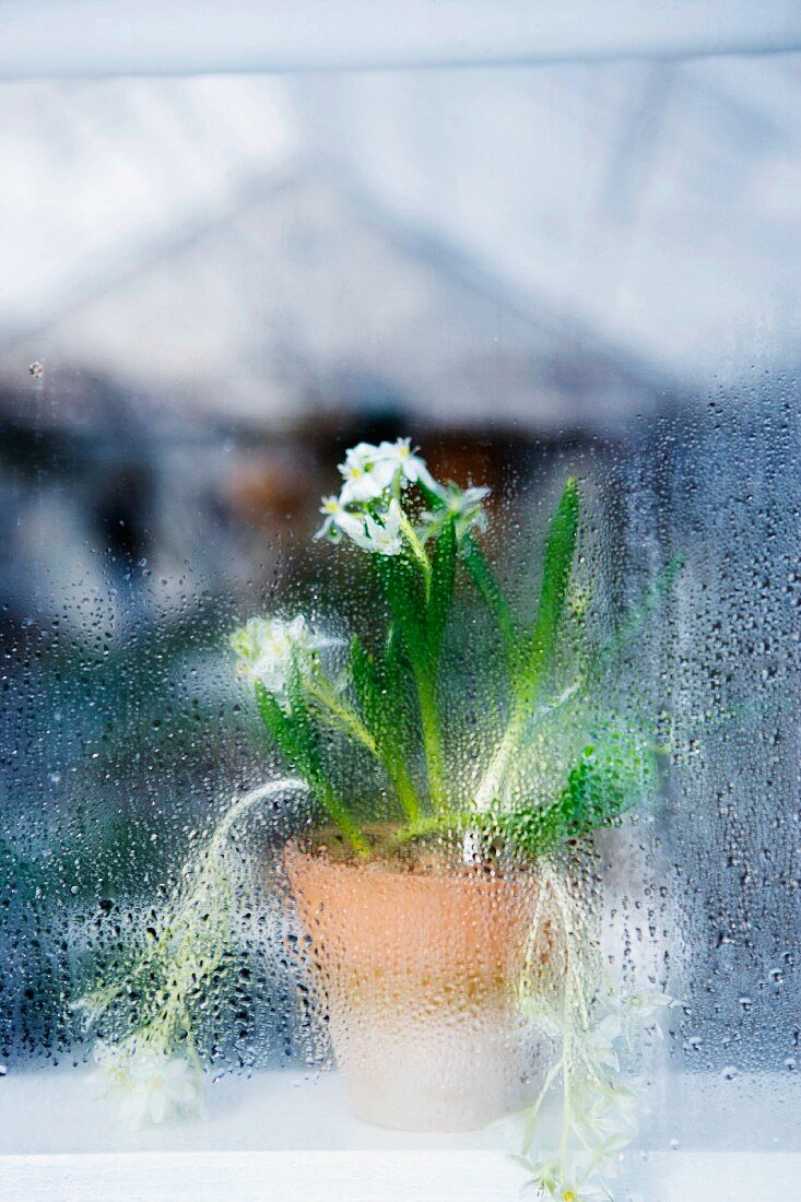 A flower pot behind a misty window.
