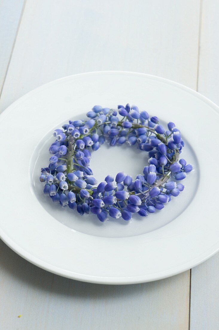 Wreath of grape hyacinths on plate