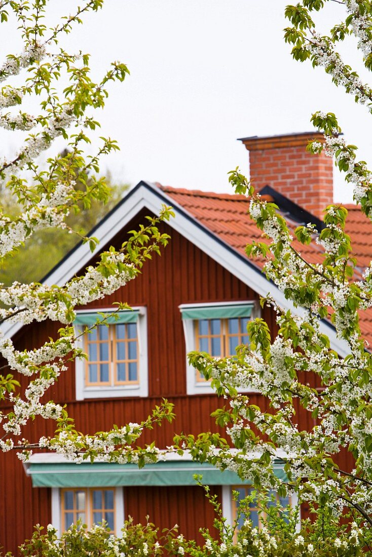 Red, Nordic wooden house with flowering apple trees in foreground