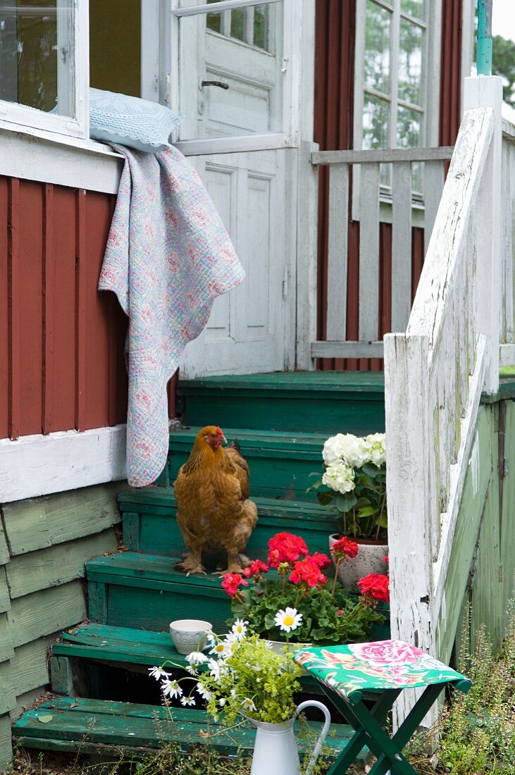 Huhn auf Treppe zu Holzhaus