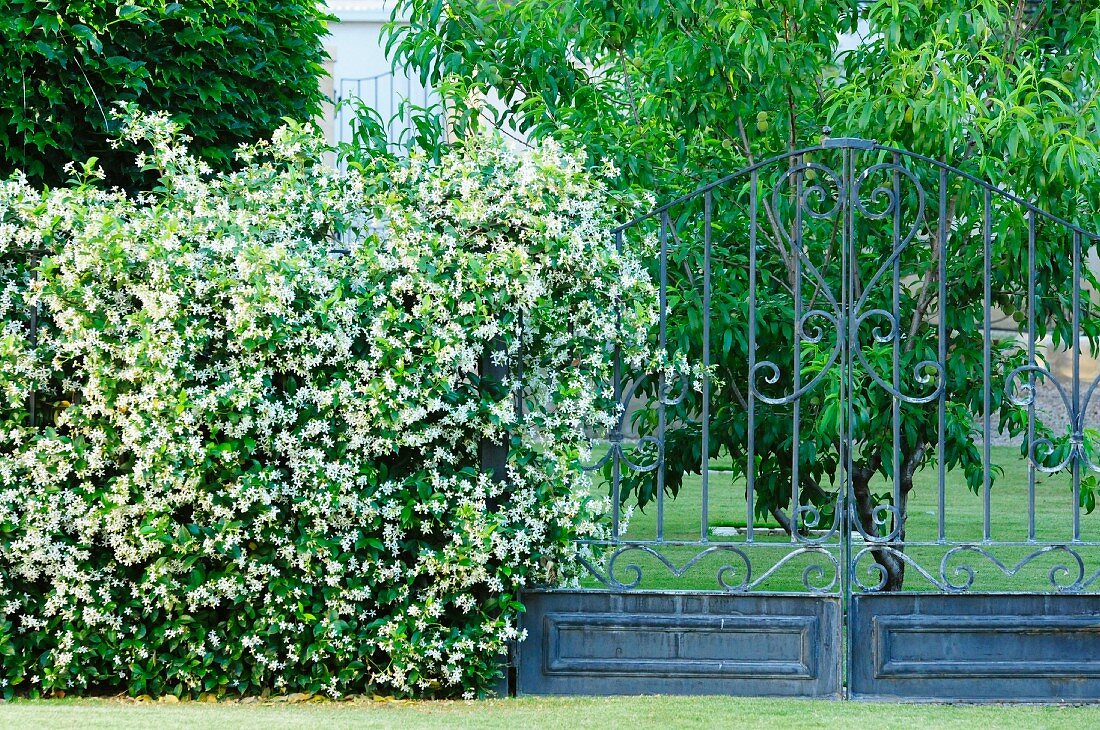 Schmiedeeisernes hohes Gartentor mit weiß blühender Hecke