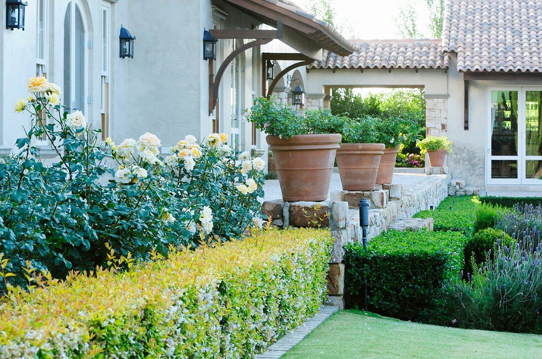 Hedge of roses and box hedge in front of large planters on terrace of rural property