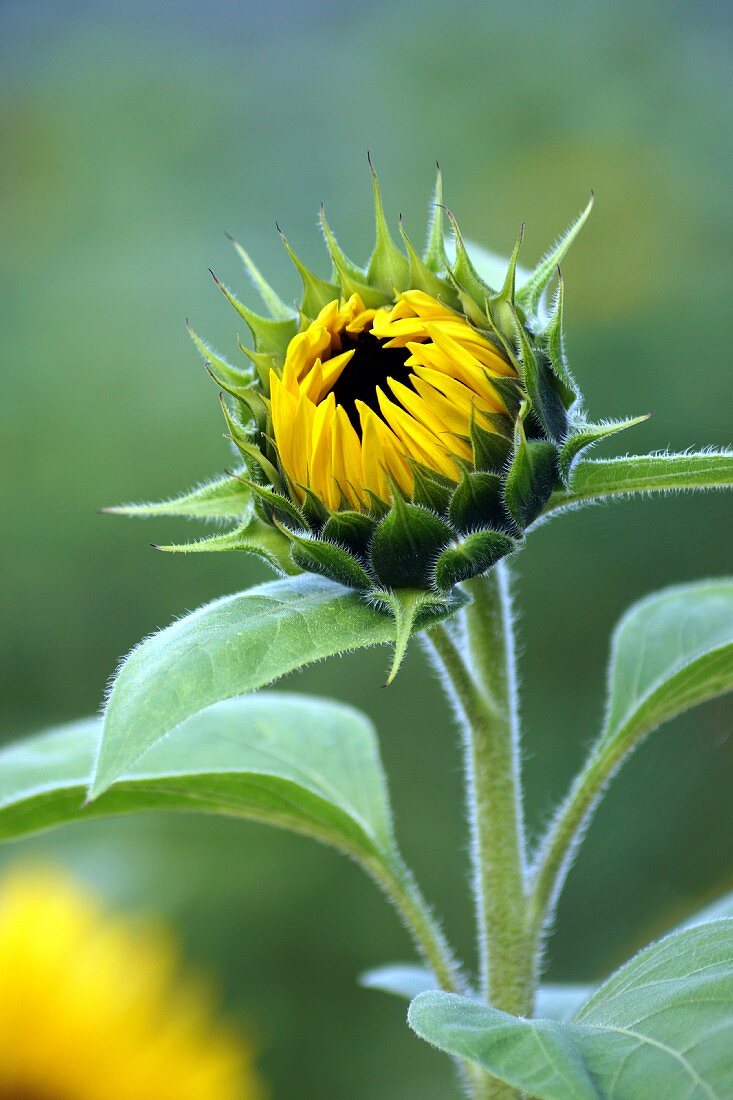 Opening sunflower bud