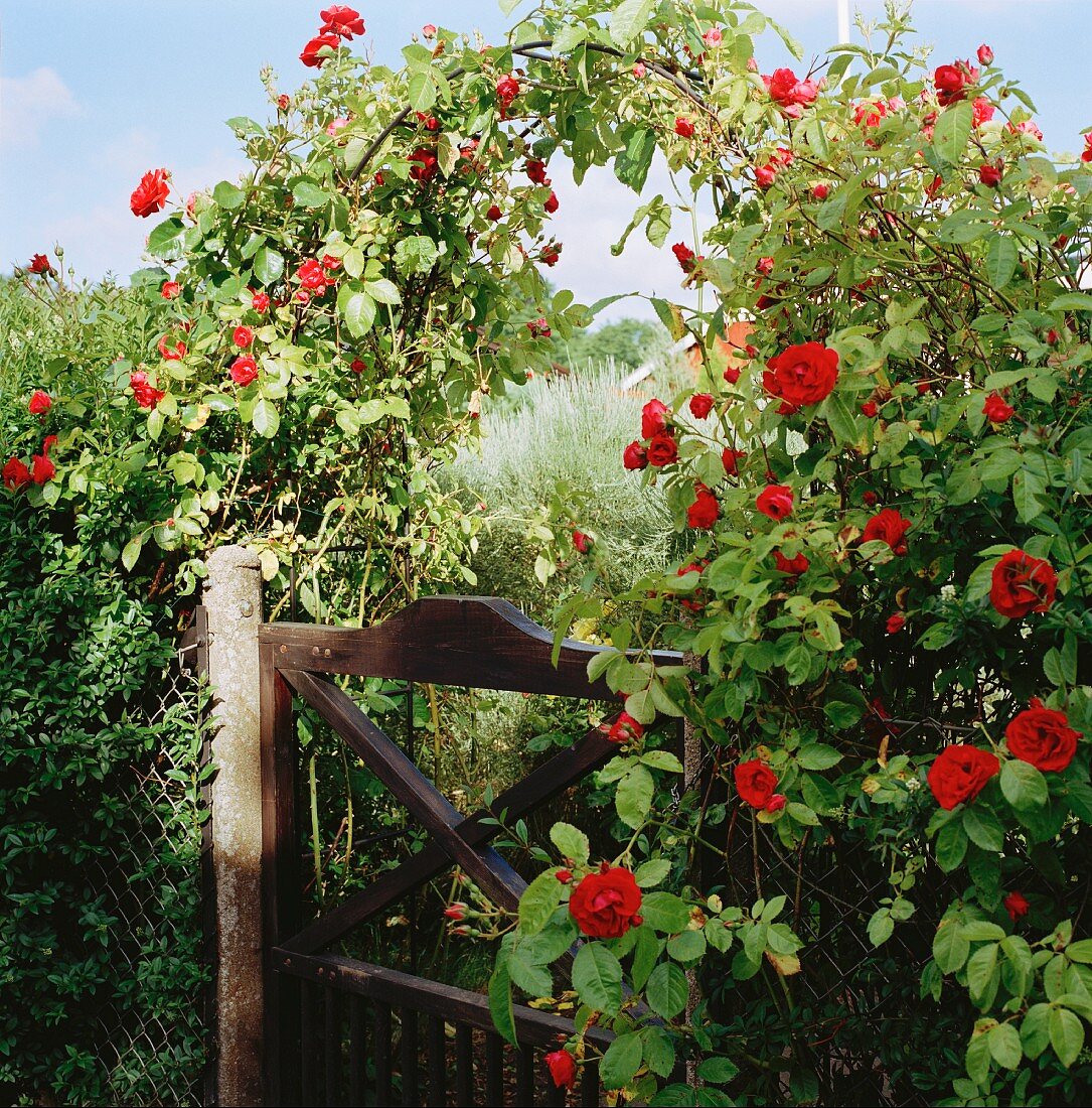 Spalier mit blühenden roten Rosen über Gartentor