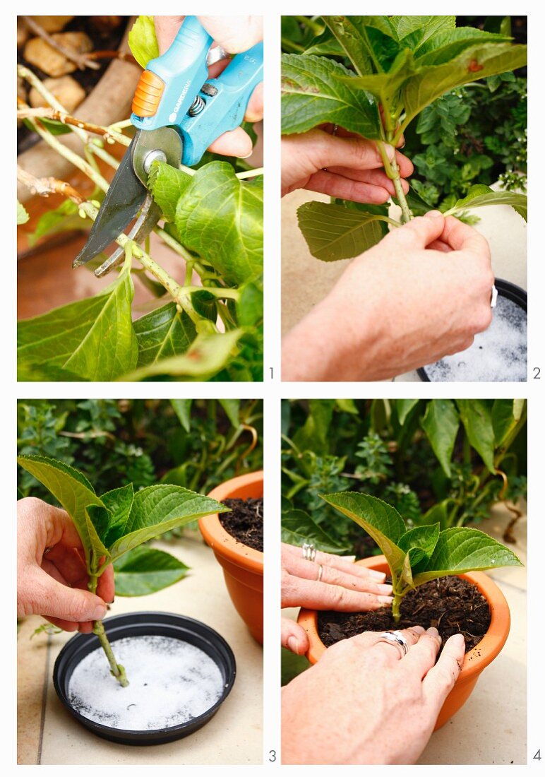 Propagating plants by taking cuttings