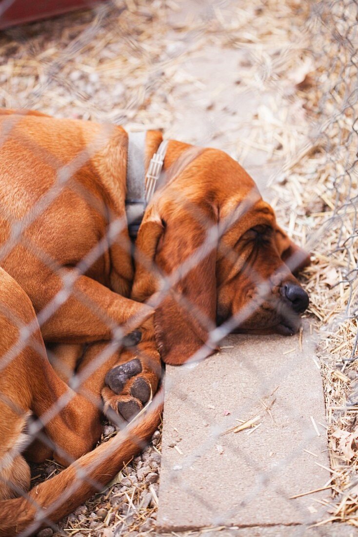 Schlafender Hund auf Stroh am Bauernhof