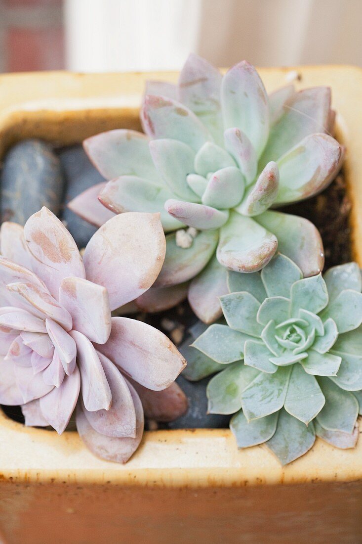 Succulents in a Planter