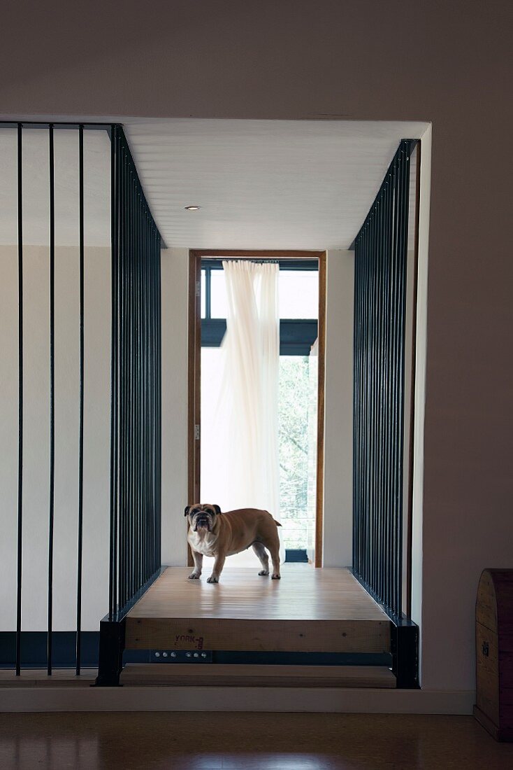 Gangbereich mit raumhohen Gittern vor Treppenlauf und Hund auf Podest vor Fenstertür