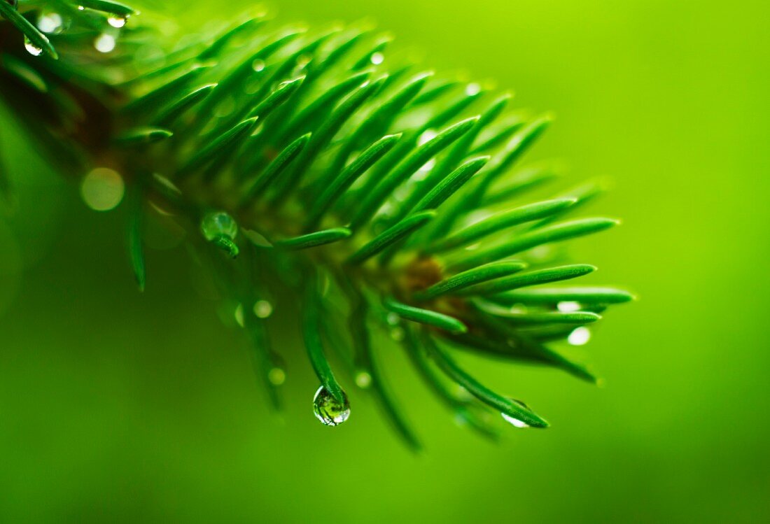 Droplets of water on conifer needles against green background