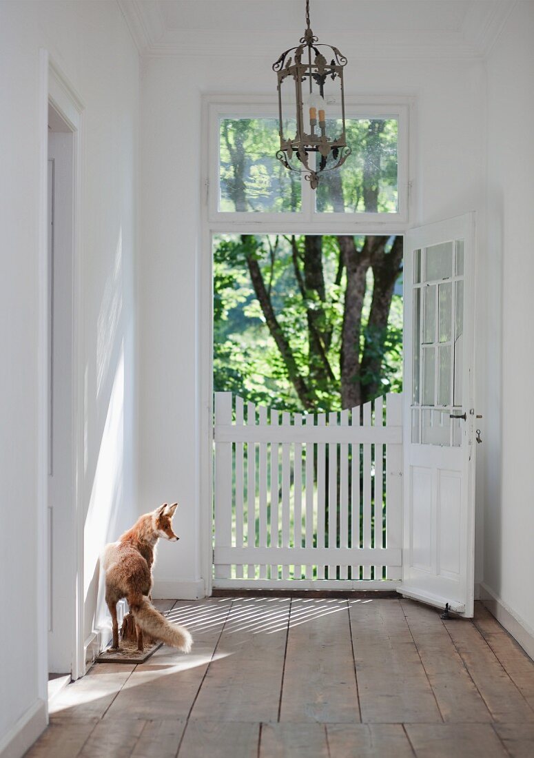 Open door with closed, white wooden gate in restored manor house with stuffed fox on old, stripped wooden floor