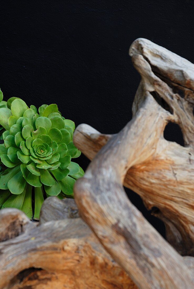 Root-like structure and succulent plant against black background