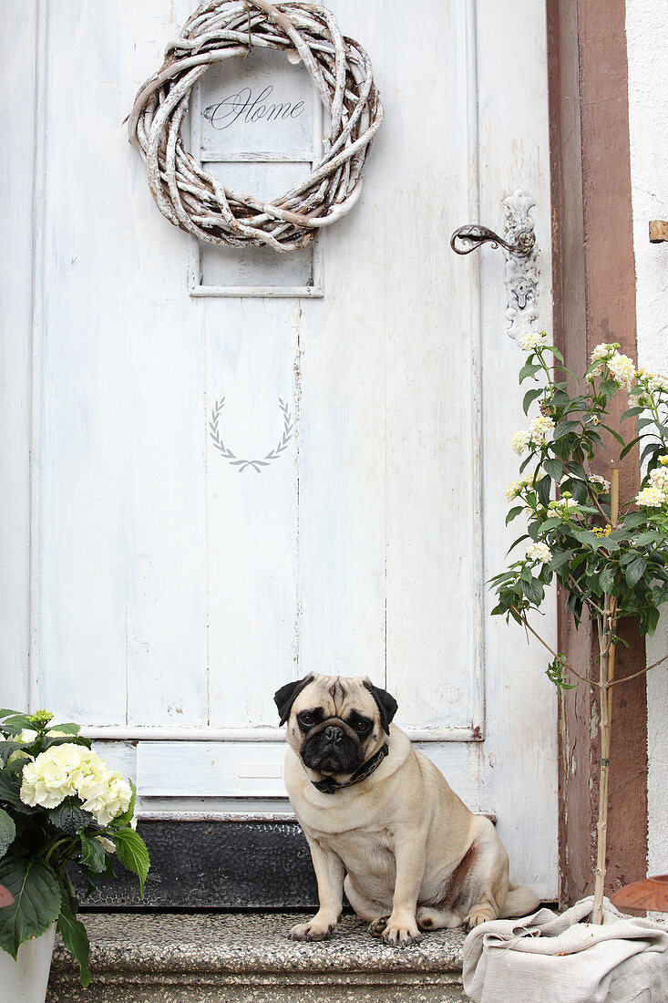 Pug siting on steps below willow wreath on front door