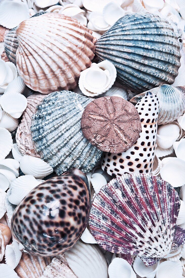 An arrangement of Conch, cockle, scallop and sand dollar seashells