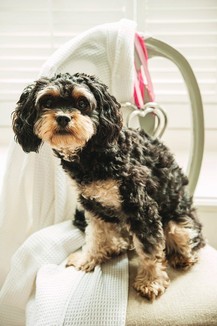 Black and tan Cavapoo puppy on a Nordic chair with love hearts, near a window