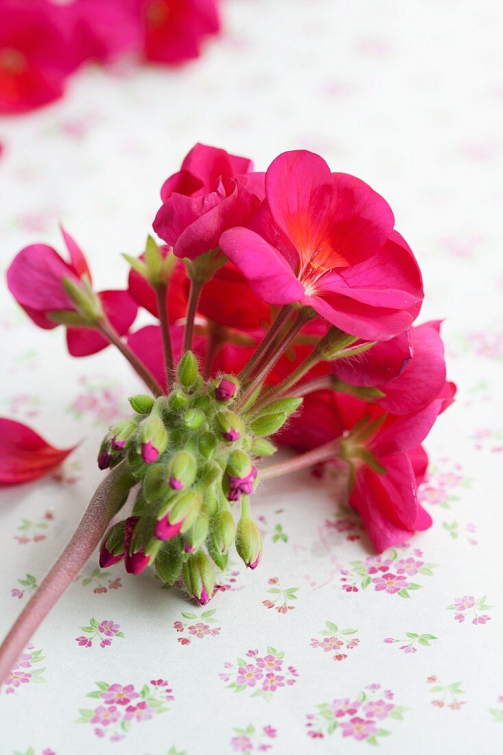Pinkfarbene Geranienblüte mit Knospen