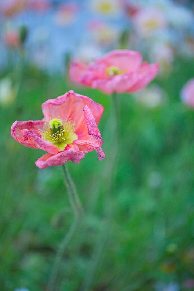 Two Pink Poppies in a Field
