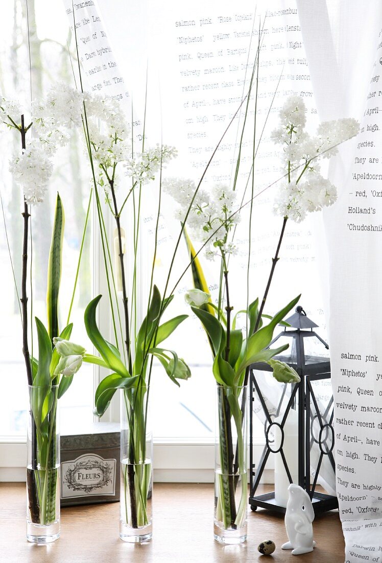 Schmale Glasvasen mit weissen Frühlingsblumen, Osterdekoration und Laterne